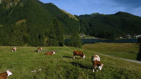 cows in the bavarian austrian sudelfeld wendelstein alps mountain peaks with romantic green grass meadows and spitzingsee lake