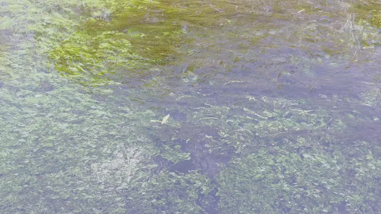 강의 은 물은 좋은 날씨에 천천히 흐르고 많은 초록색 수생 식물이 흐름의 흐름에서 천천히 움직입니다.