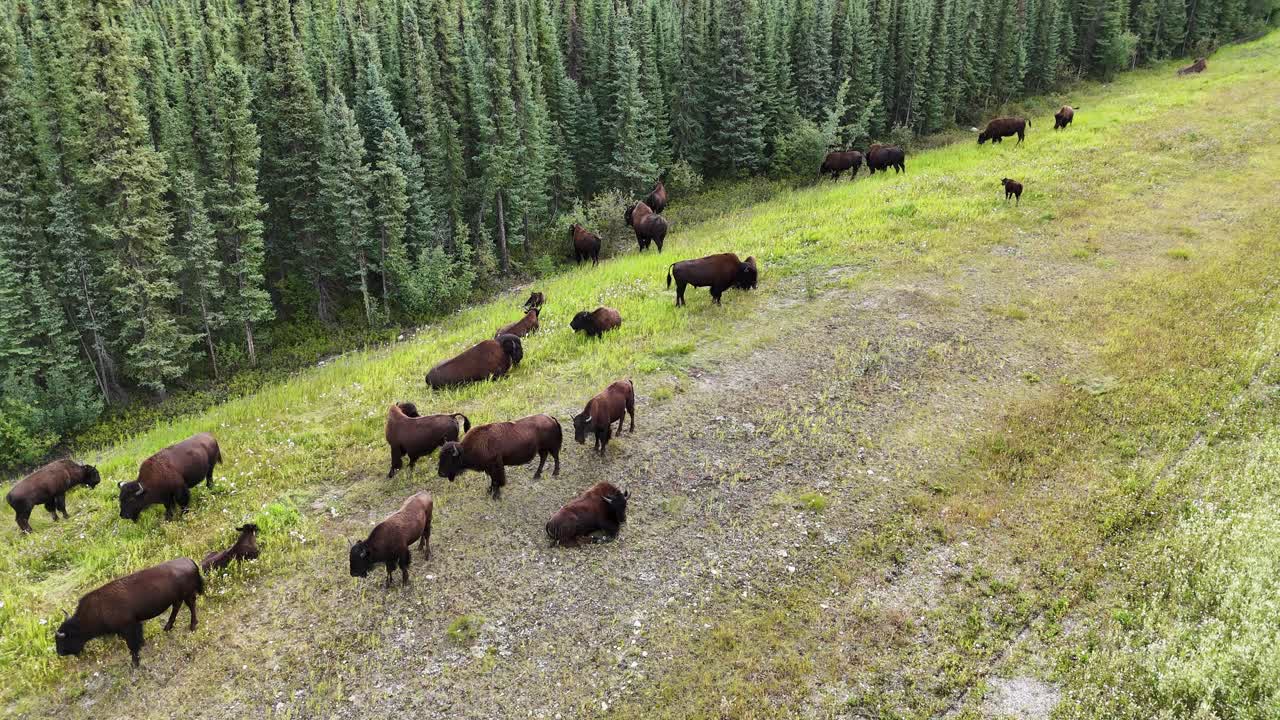 An aerial perspective captures a herd of bison spread across a vibrant green hillside, with a dense forest providing a natural backdrop in Canada