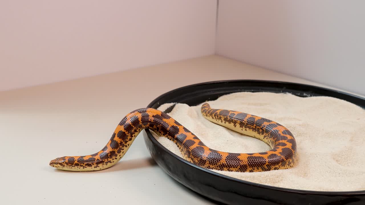 A Kenyan sand boa moves across a circular sand tray in a brightly lit studio, highlighting its distinctive orange and brown markings with minimal camera movement