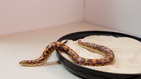 a kenyan sand boa moves across a circular sand tray in a brightly lit studio, highlighting its distinctive orange and brown markings with minimal camera movement