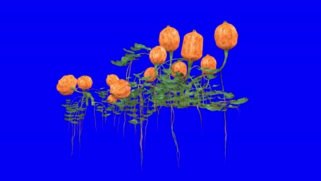 3D pumpkin cluster with wind effect on blue screen 3D animation