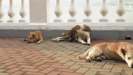 street dogs relaxing on balcony with sea view