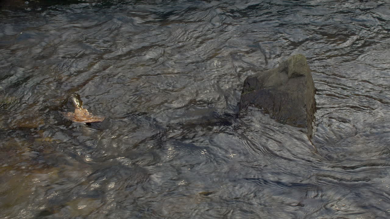 Ripples and reflections on the surface of a shallow creek flowing past a leaf and a rock