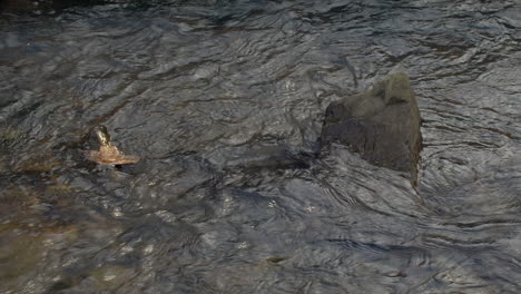 Ondas-Y-Reflejos-En-La-Superficie-De-Un-Arroyo-Poco-Profundo-Que-Fluye-Más-Allá-De-Una-Hoja-Y-Una-Roca