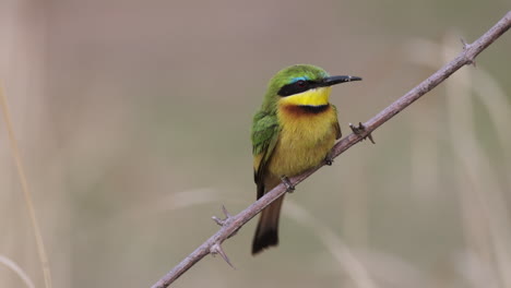 a litte bee-eater perched momentarily on a slender tree branch then swiftly takes flight once more - close up