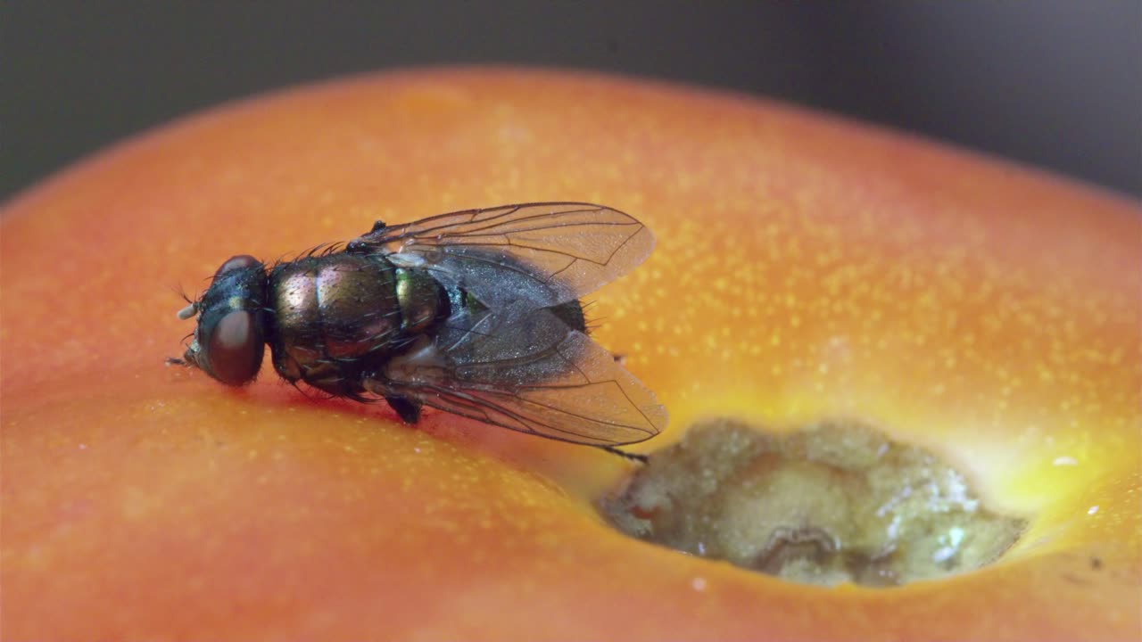 큰 집파리는 토마토 위에서 움직이기 위해 고군분투합니다.