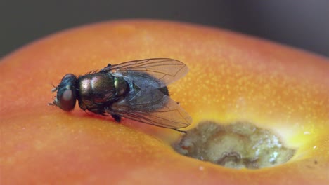 macro mosca doméstica lucha por moverse sobre un tomate