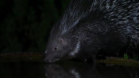 indian crested porcupine is drinking at night from a natural spring