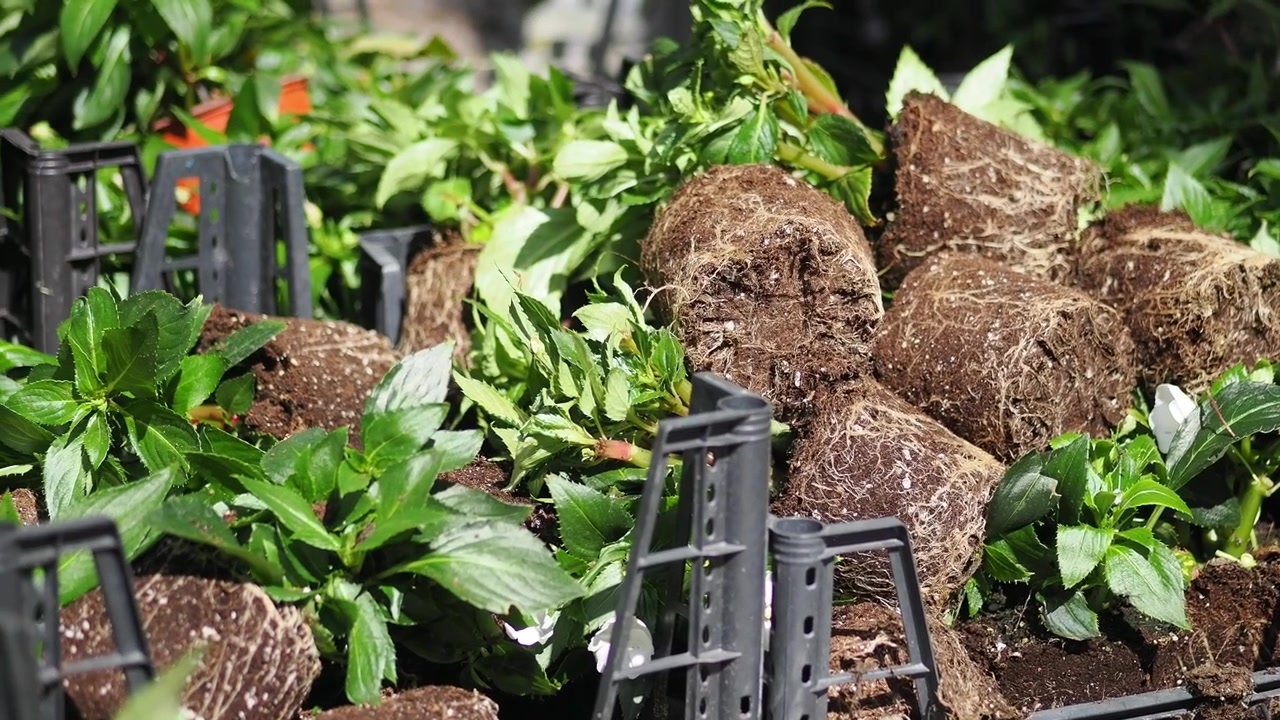 Potteplanter klar til udplantning i et havecenter.