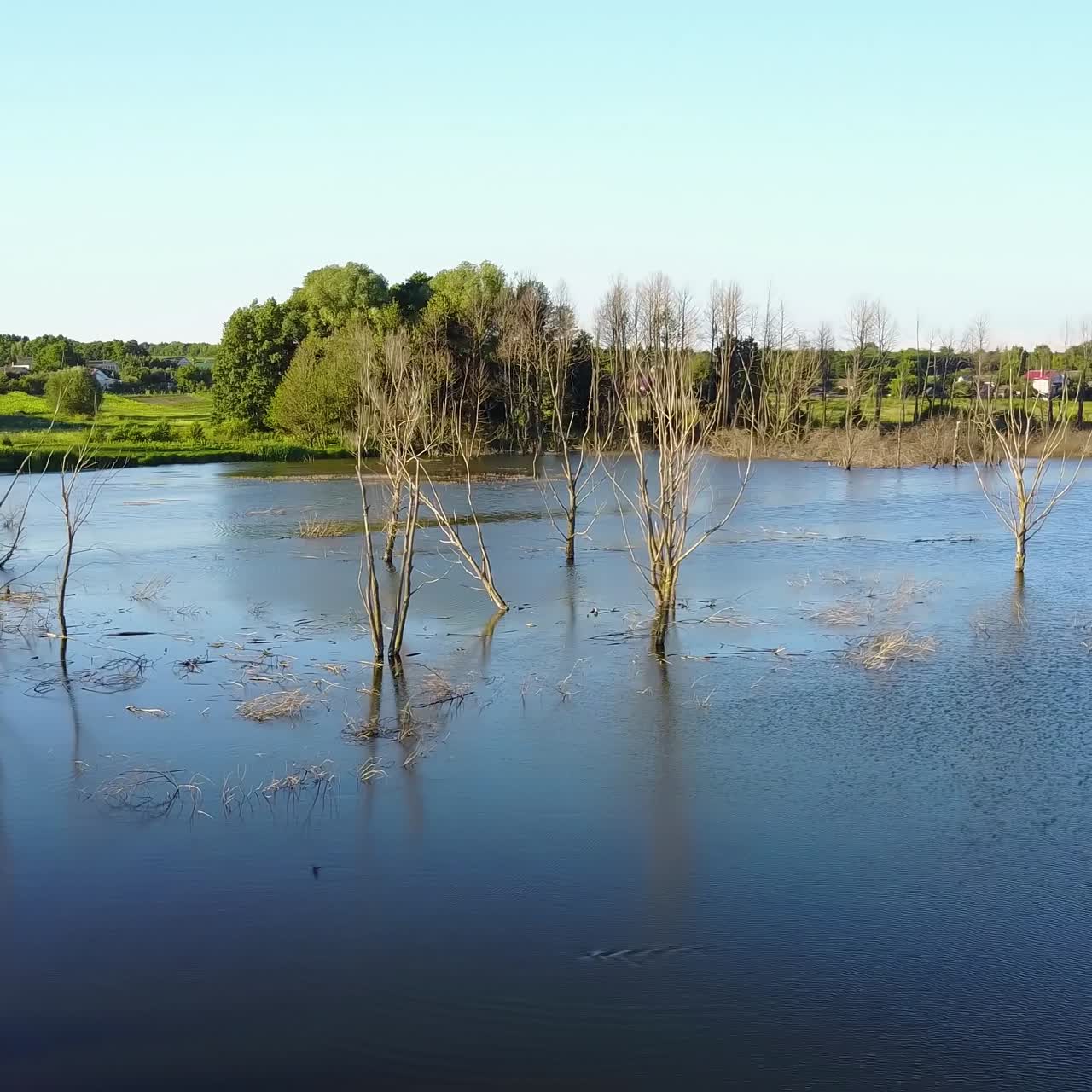 Dry Branches In The Lake. Global warming concept dead tree in the water