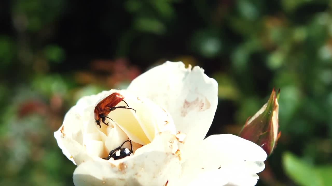 은 날  꽃 위에 있는 정벌레