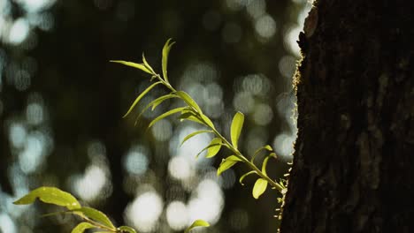 Neuer-Sprössling-Auf-Dem-Baumstamm-Mit-Bokeh-Lichtern-Im-Hintergrund