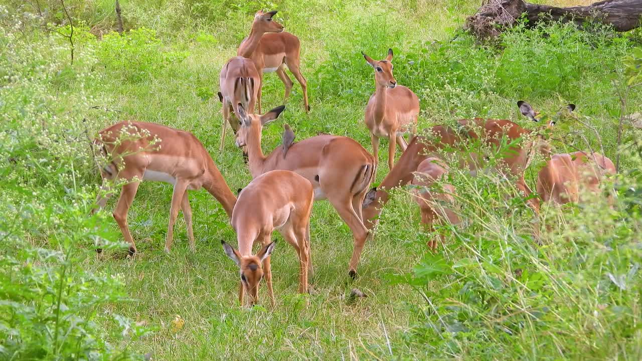 un grupo de ciervos que se alimentan de hierba en el parque nacional kruger, sudáfrica.