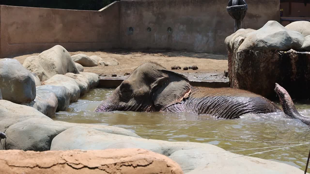 Elephant Bathing in Zoo Enclosure