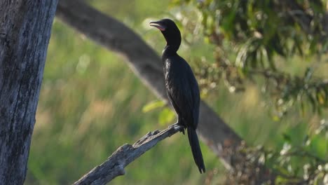 Kormoran-Im-Baum---Entspannendes-.Wasser