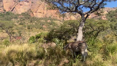 close up of two wild african zebras grazing peacefully in mountainous national park