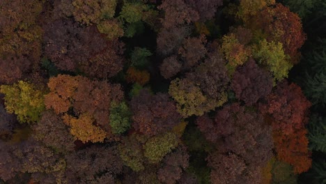 Maravillosos-Colores-Otoñales-En-Las-Copas-De-Los-árboles-En-Un-Vuelo-Lento-En-4k