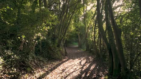 wilderness trail through mossy trees at sunrise in path do rio sisalde in arteixo, galicia spain. dolly shot