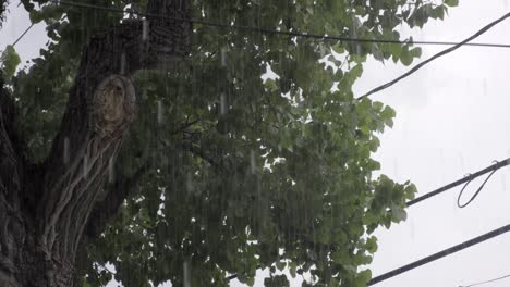 Squirrel-jumping-out-of-the-rain