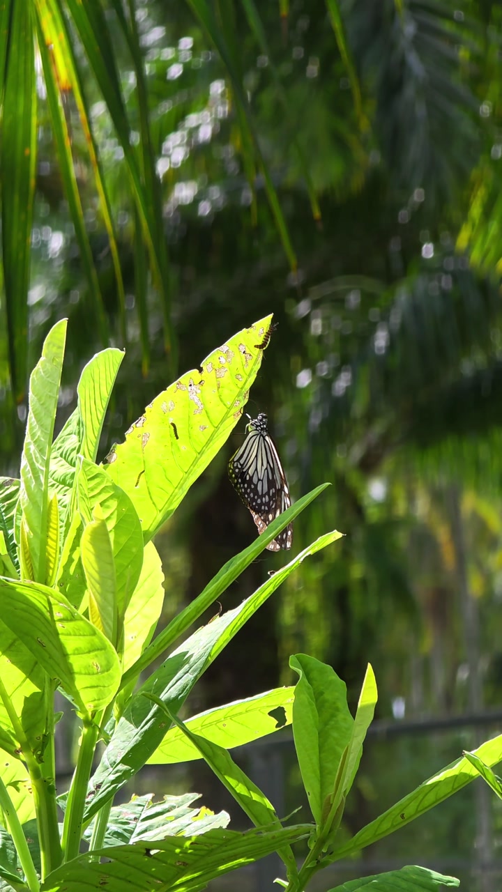 Beautiful Grey Glassy Tiger butterfly rests peacefully while perched on the lush green leaf of a Showy Rattlebox plant in a tropical Khao Lak garden