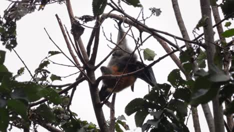 Murciélago-De-Frutas-Zorro-Volador-Colgando-Boca-Abajo-De-La-Rama-De-Un-árbol-Acicalándose-Y-Rascándose,-Cerrar,-Día-Maffra,-Victoria,-Australia