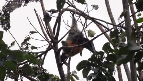 murciélago de frutas zorro volador colgando boca abajo de la rama de un árbol acicalándose y rascándose, cerrar, día maffra, victoria, australia