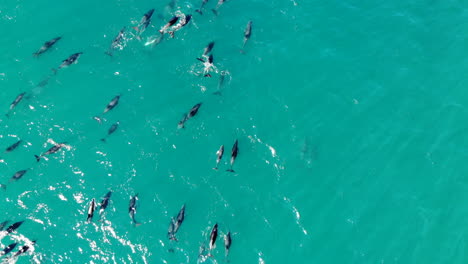 escuelas aéreas de delfines saltando disparos de drones de 4k