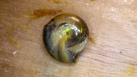 el tiro macro de los caracoles