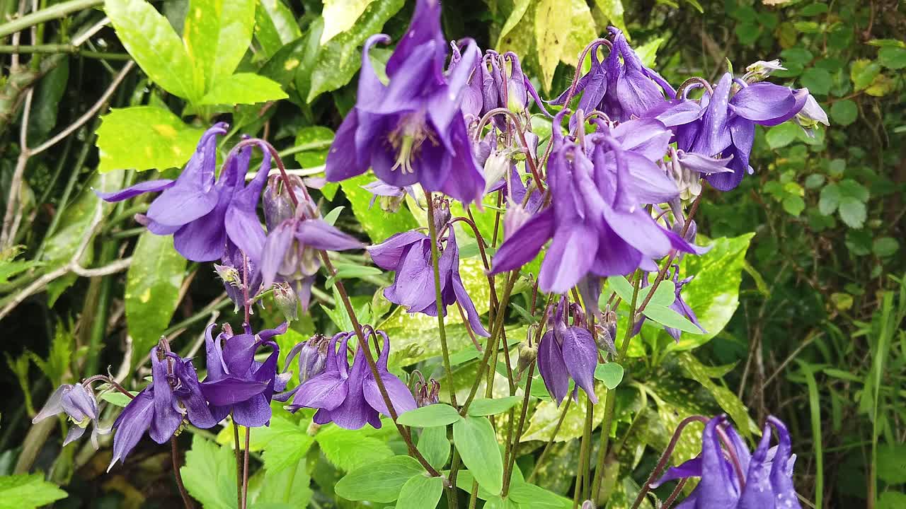 Closeup of the beautiful purple flowers Aquilegia in an English country garden