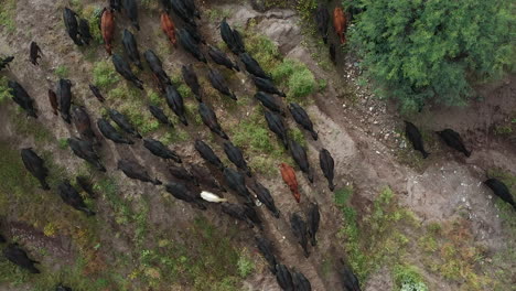 Overhead-drone-shot-of-cows-passing-through-a-pasture-in-slow-motion