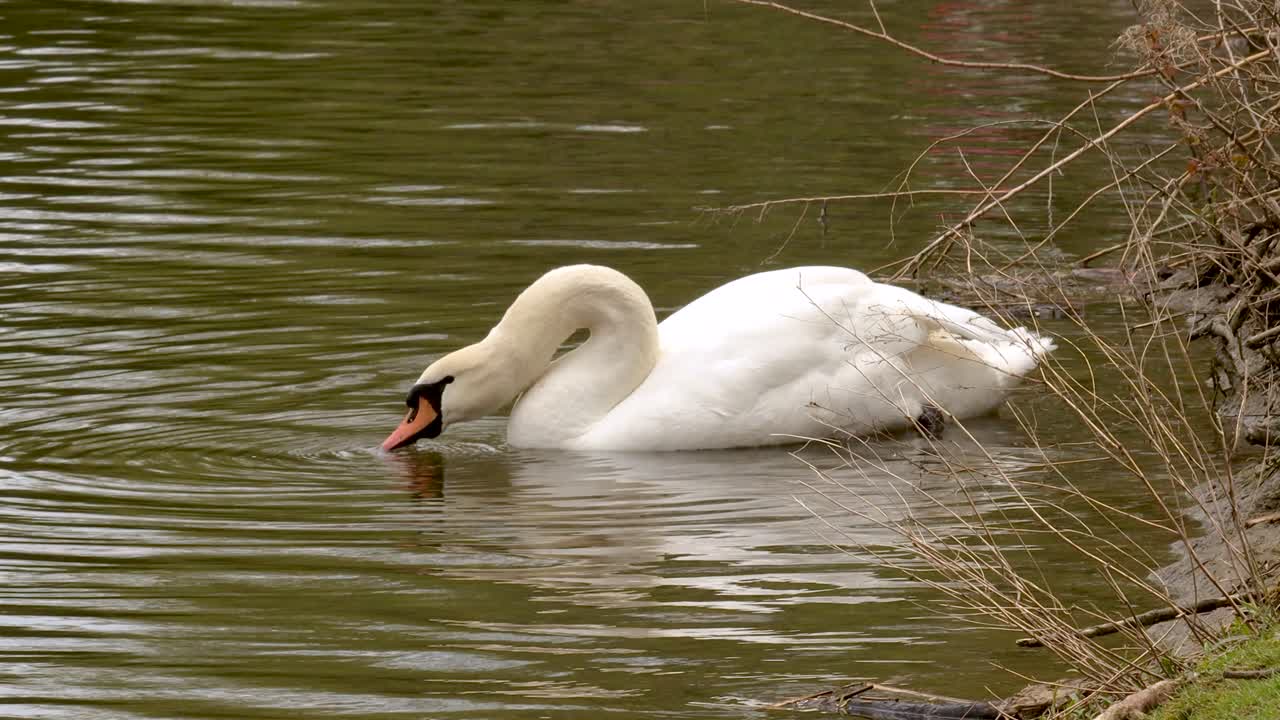 magnífico primer plano de un cisne nadando bebiendo del río