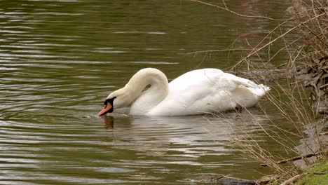 Wunderschöne-Nahaufnahme-Eines-Schwimmenden-Schwans,-Der-Aus-Dem-Fluss-Trinkt