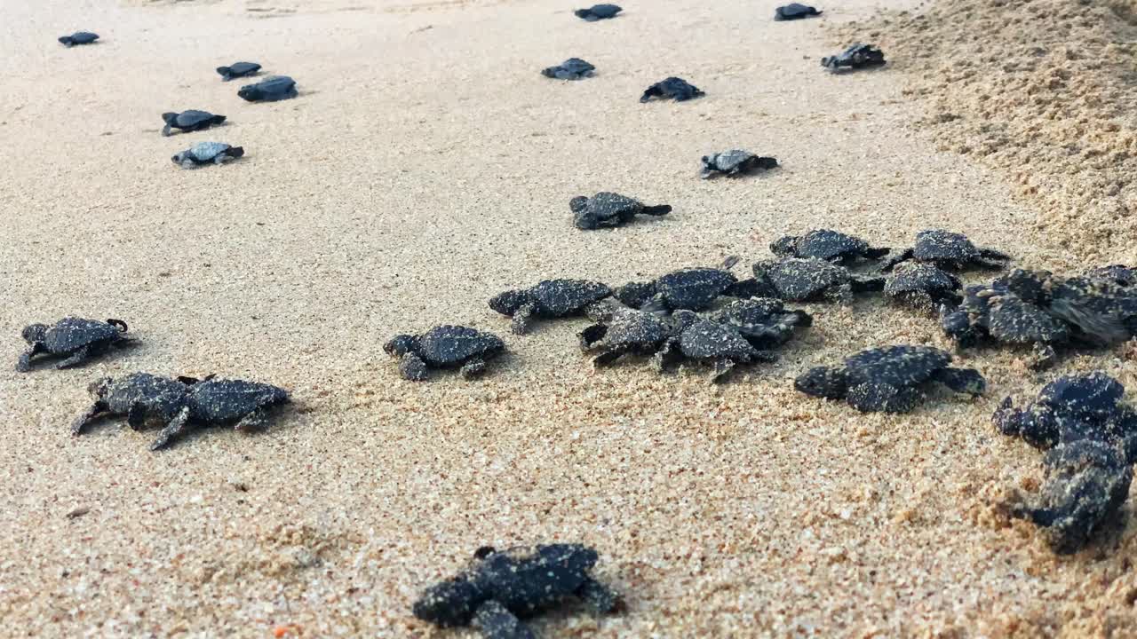 Endangered baby leatherback turtles dig through the sand