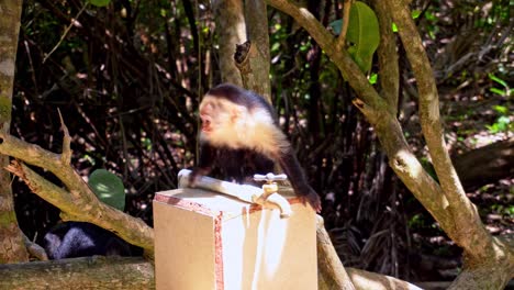 monkey trying to open water tap in costa rican rainforest on a sunny day