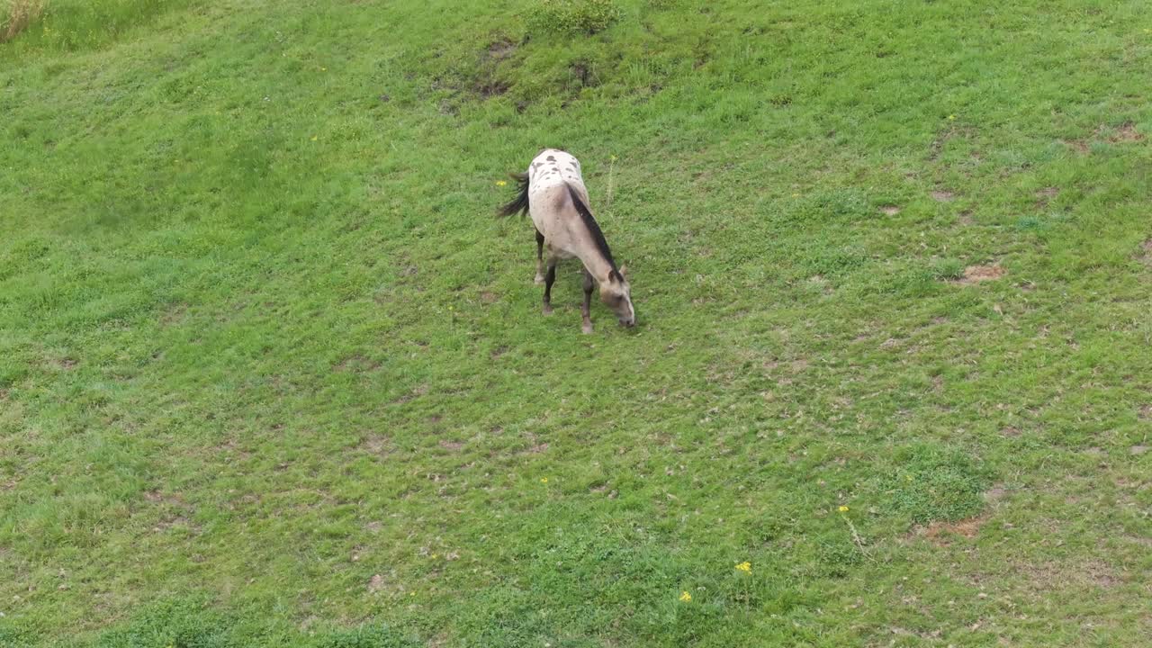 I fly with a drone to a horse in a green meadow where it is grazing, its mane is cut, it is black like its tail, and from the middle of its body it is white with brown spots, it moves its tail