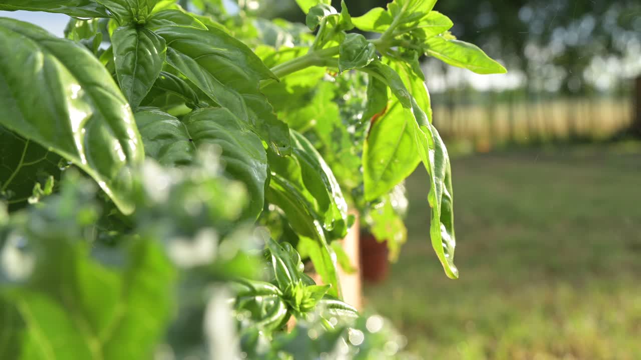 cerca de la albahaca que crece al aire libre bajo un sol cálido y una brisa fresca