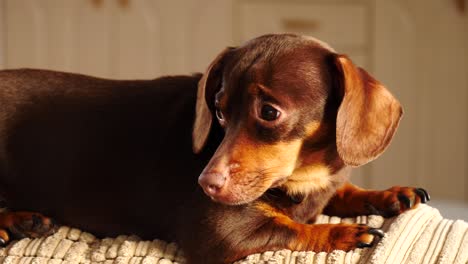 little dachshund relaxing on sofa