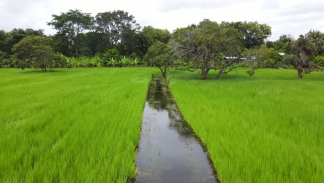 aerial footage following a canal of a rice field into a dense forest