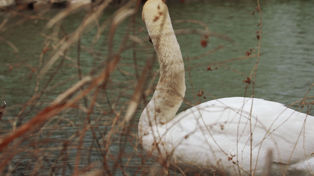 movimiento lento del cisne blanco nadando en aguas poco profundas sumergiendo su cabeza bajo el agua para limpiarse