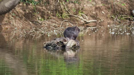 Tiro-Estático-De-Rascarse-La-Nutria-En-El-Tronco-De-Madera-En-El-Lago-Durante-El-Día-Soleado,-Tiro-Medio