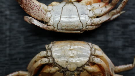 zoom out of male crabs showing anatomical differences between narrow male abdominal apron and wide female abdominal apron