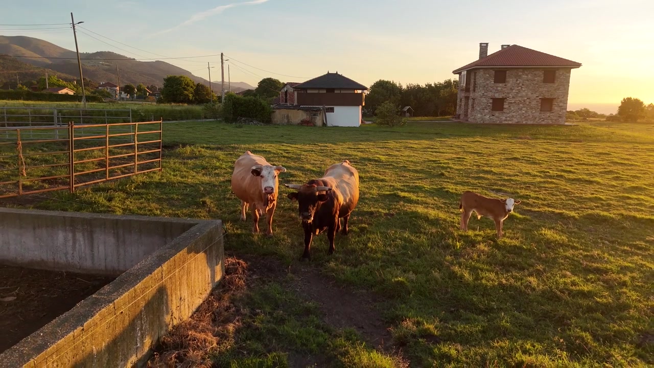 Vista aproximada de gado e um bezerro perto de casas de fazenda na hora dourada.
