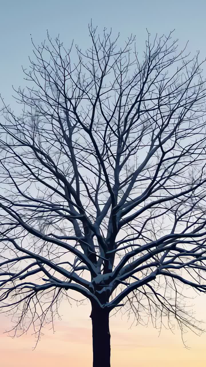 Vertical video: Camera panning upward, solitary tree revealing upper branches at dawn holding snow