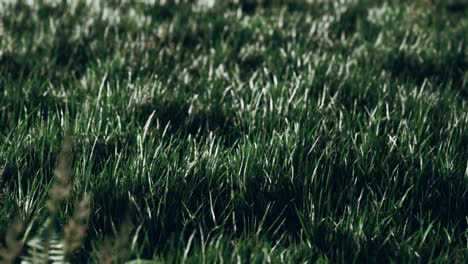 fondo de primavera suavemente desenfocado con una hierba verde exuberante
