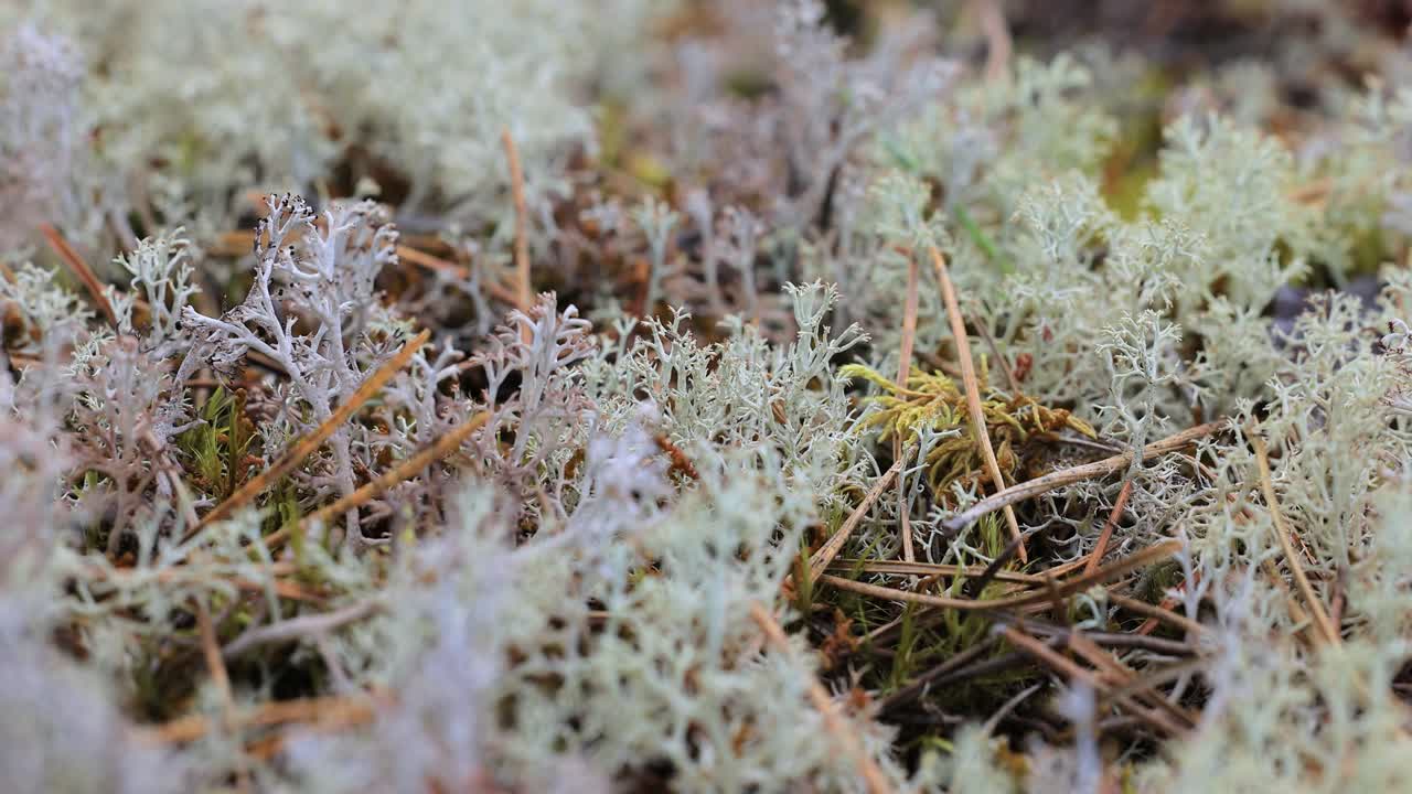 Primo piano di muschi e licheni della Tundra Artica. Cladonia rangiferina, nota anche come lichene delle renne.