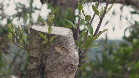 Close-up-of-first-shoots-of-branches-on-an-olive-tree-after-pruning