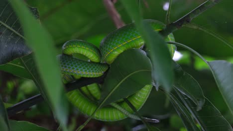 Visto-Desde-Abajo-Mientras-Descansa-Sobre-Una-Gruesa-Rama-De-Un-árbol,-Víbora-De-Vogel-Trimeresurus-Vogeli,-Tailandia