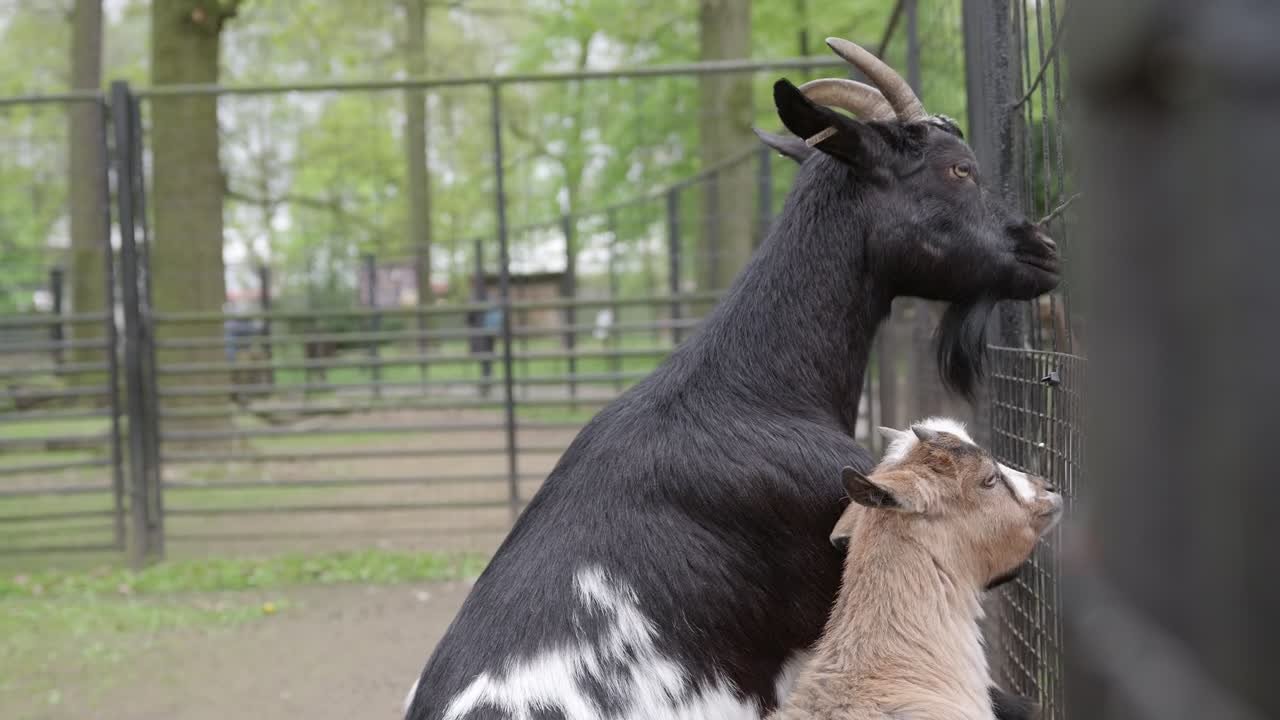 공원 에 있는 동물원 케이지 안 에 있는 아기 들 과 함께 있는 미국 피그미 염소