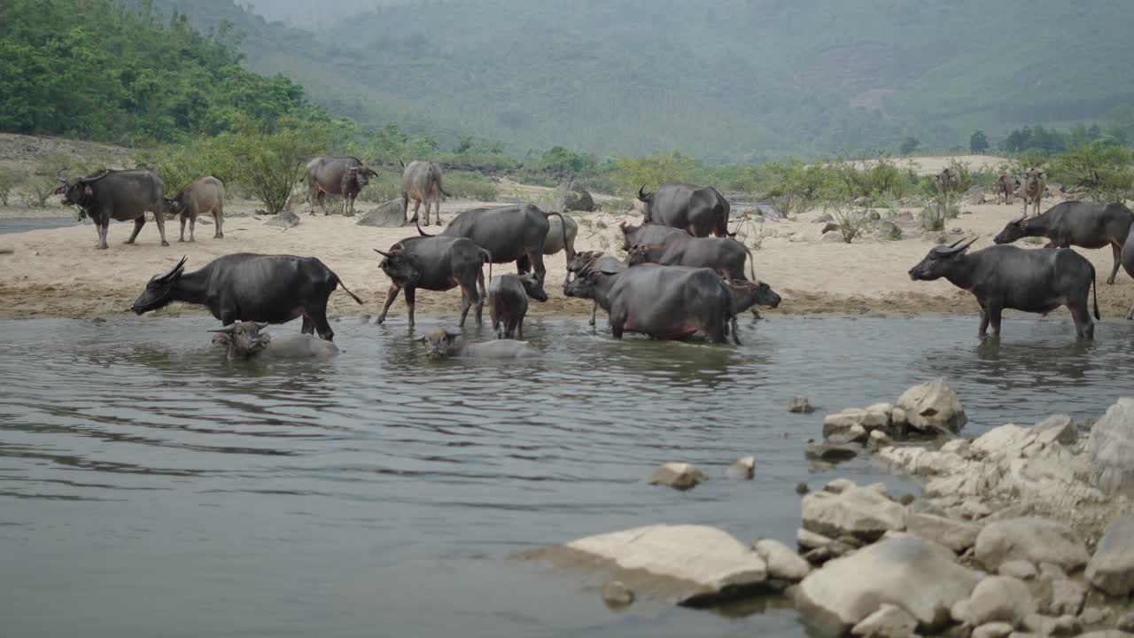 Water Buffalo by Riverbank